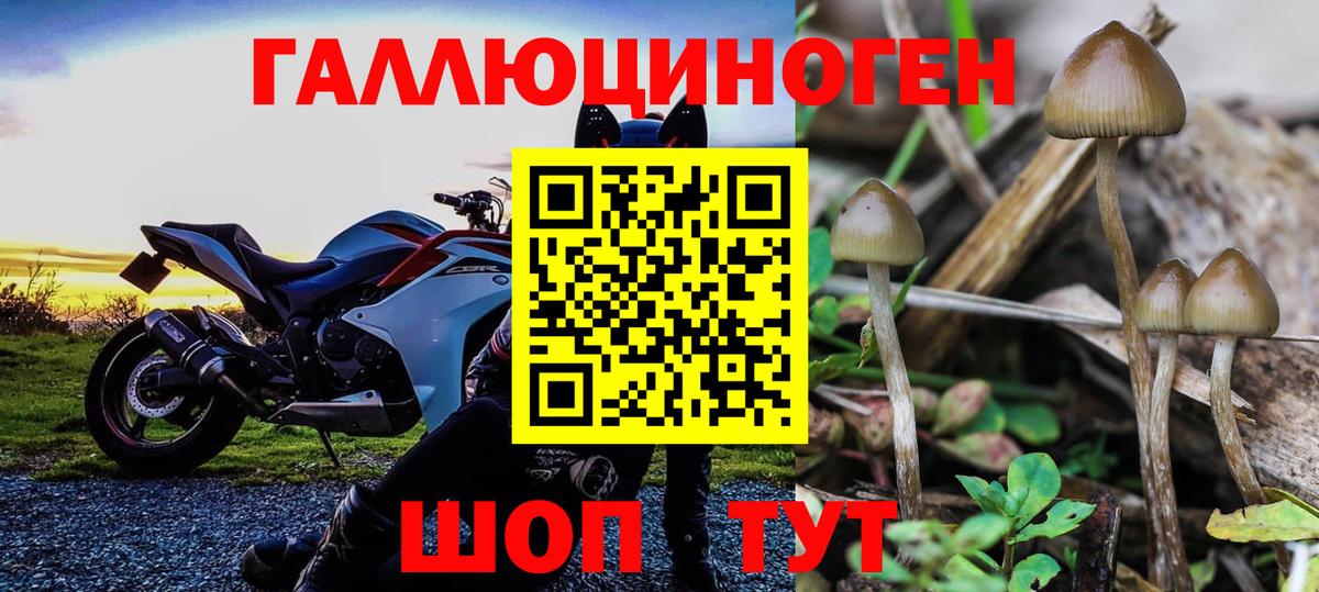 Костомукша  Галлюциногенные грибы Cubensis  Вход с VPN 